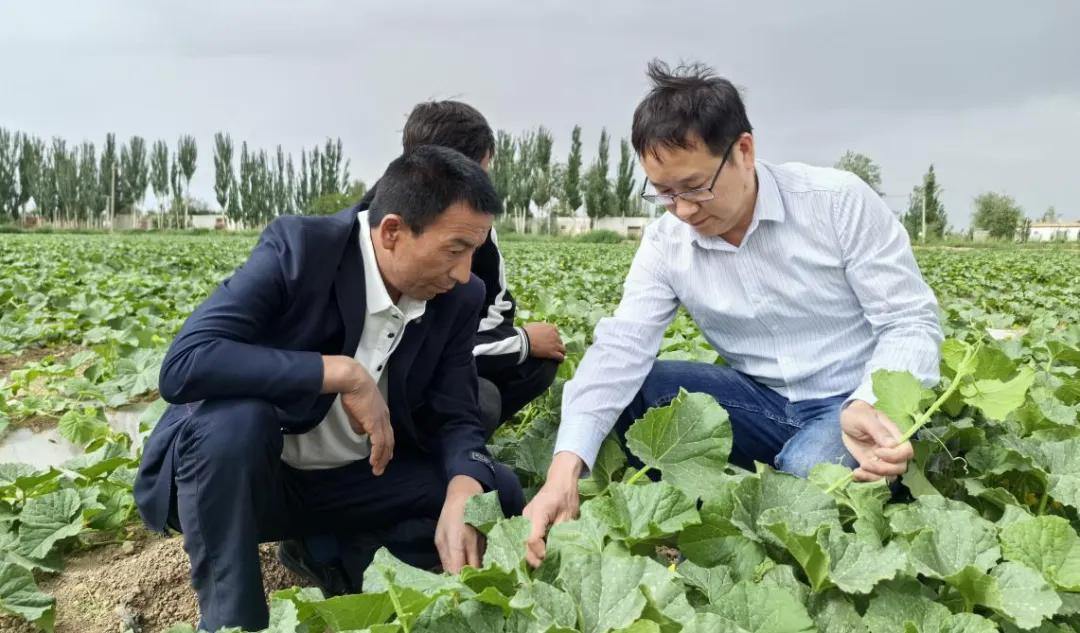 一粒瓜种牵甬库，小甜瓜长成大产业