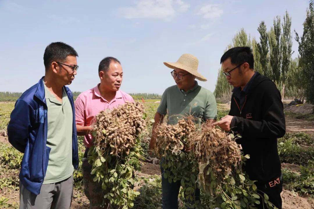 别人看到的是“盐碱”，他看见的却是“肥料”浙江博士在沙漠里种出“金豆子”
